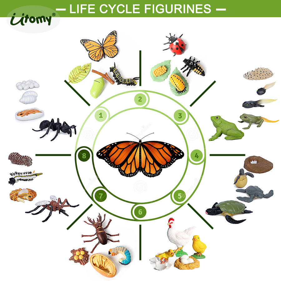 Life Cycle Figures of Ladybug, - огляд і ціна Kids Toys Reviews